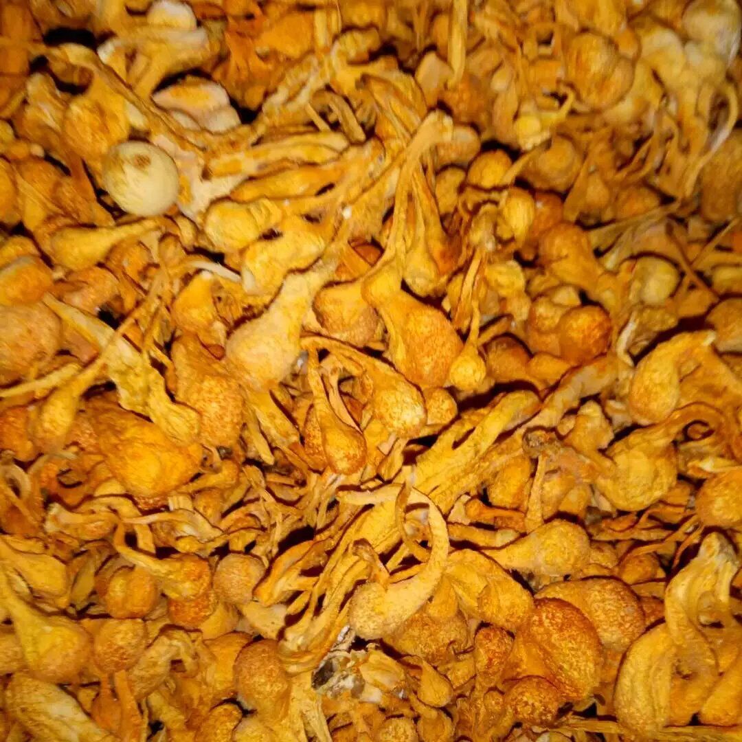 蟲草花與金蟲草 食用菌干貨批發指南