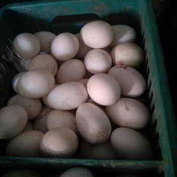 范必盛 優(yōu)質(zhì)食用農(nóng)產(chǎn)品批發(fā)供應(yīng)商的可靠選擇