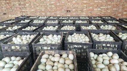 河南新鄉延津青殼紅心鮮鴨蛋 高品質食用農產品批發指南