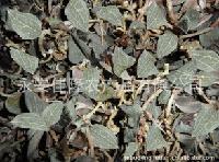 農(nóng)產(chǎn)品公司批發(fā)價(jià)格策略與食用農(nóng)產(chǎn)品批發(fā)市場(chǎng)分析