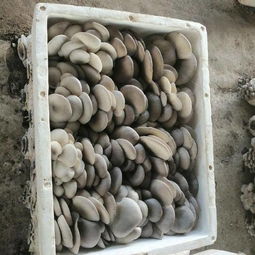 惠農(nóng)網(wǎng) 連接農(nóng)產(chǎn)品批發(fā)采購(gòu)與供應(yīng)的價(jià)格透明化平臺(tái)